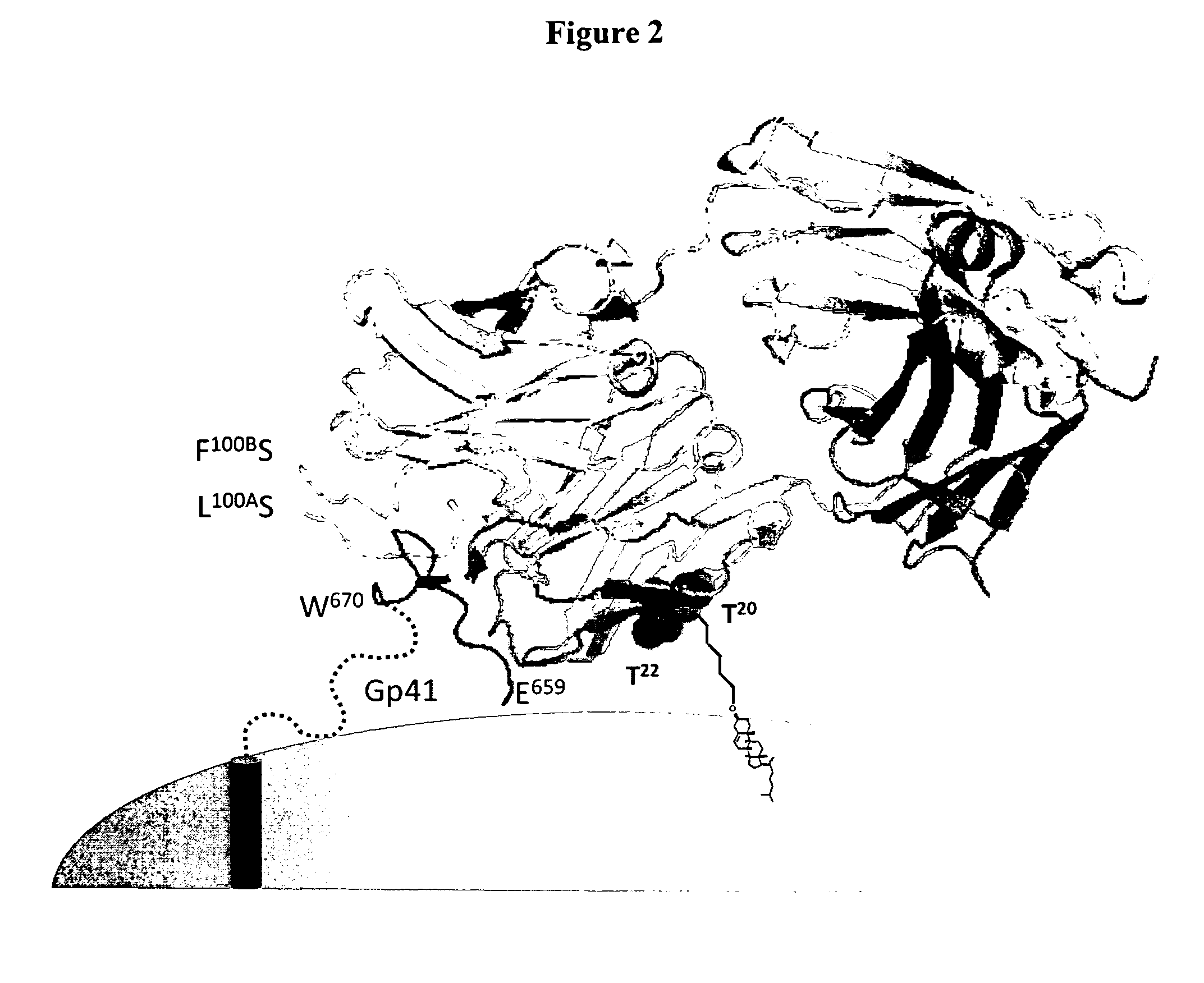 Lipid-conjugated antibodies