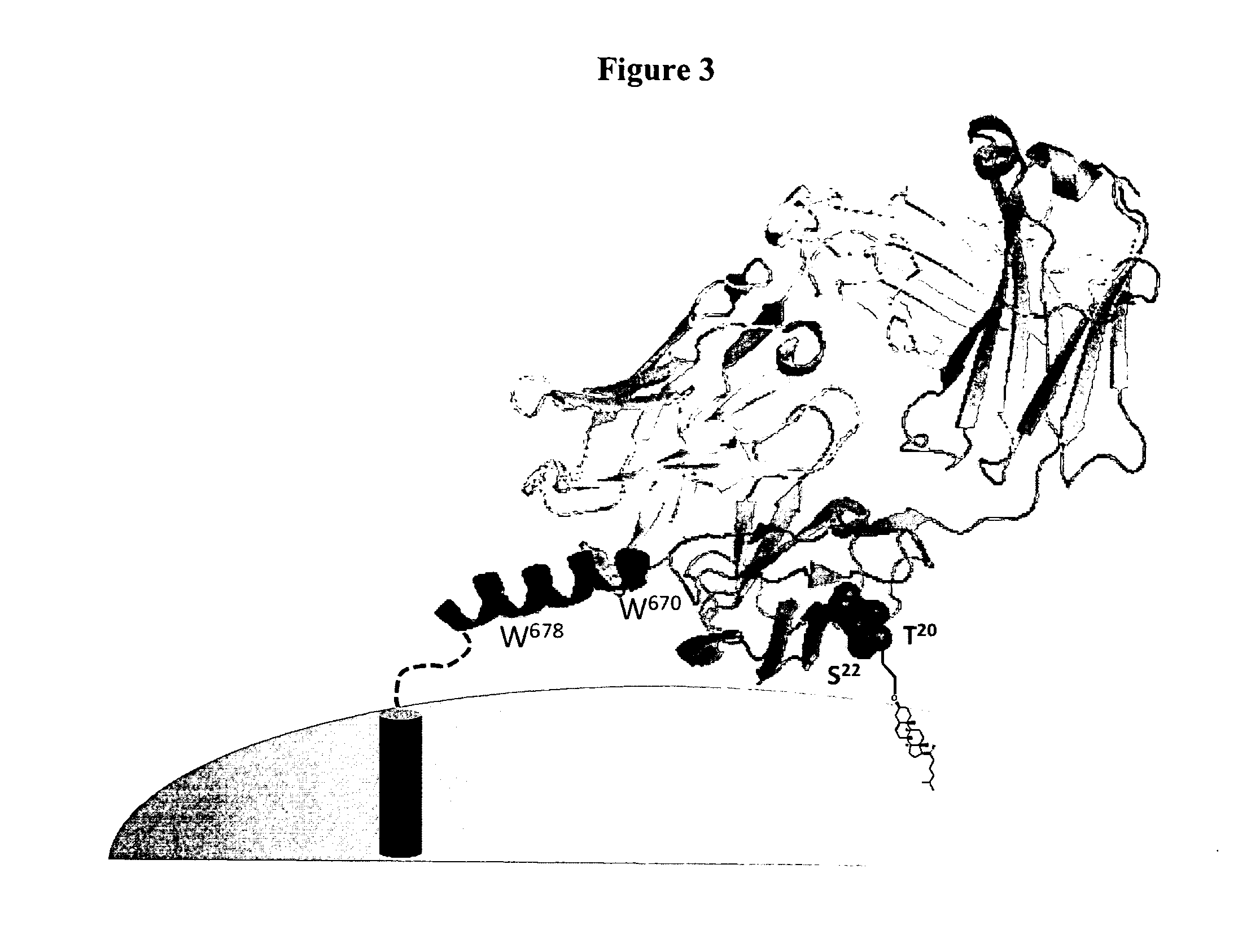 Lipid-conjugated antibodies