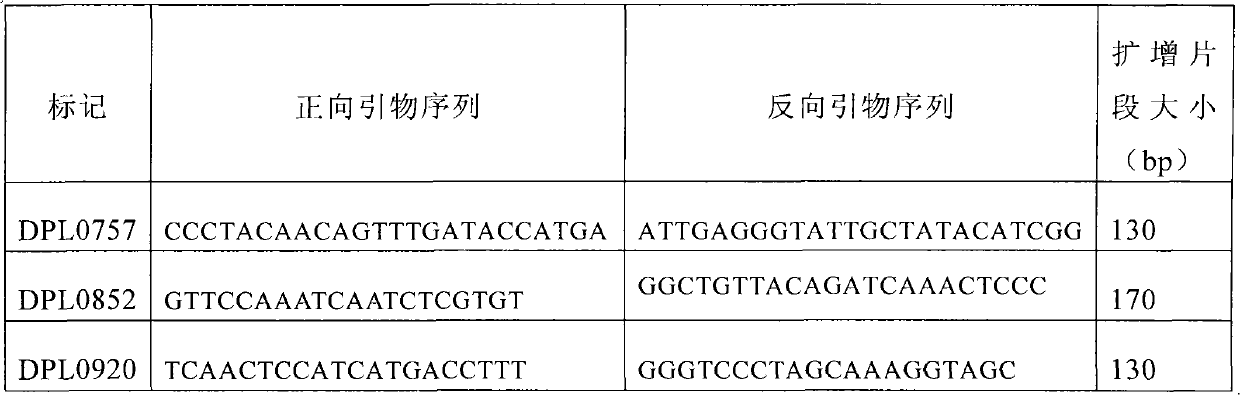 Molecular label relevant with cotton fiber strength and arising from high-quality variety Xinluzao No.24