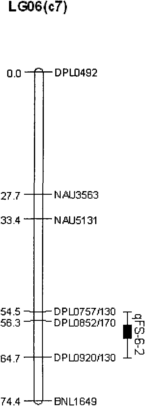 Molecular label relevant with cotton fiber strength and arising from high-quality variety Xinluzao No.24