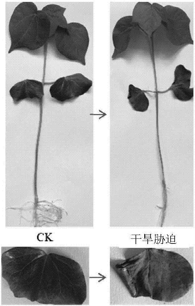 Method for screening cotton drought-resistant related genes