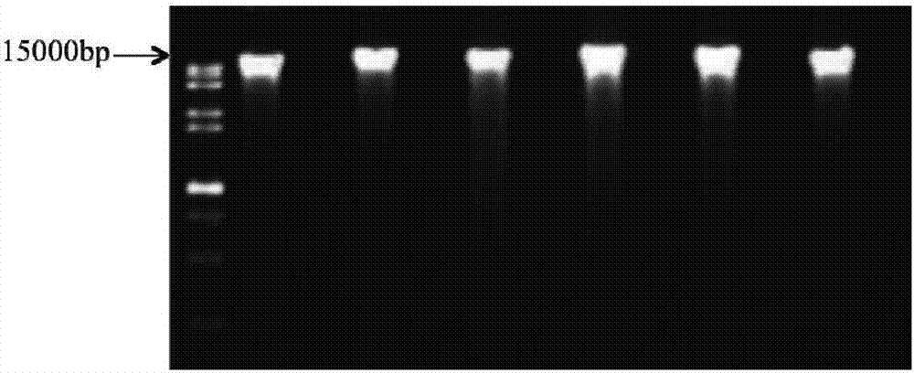 Method for screening cotton drought-resistant related genes