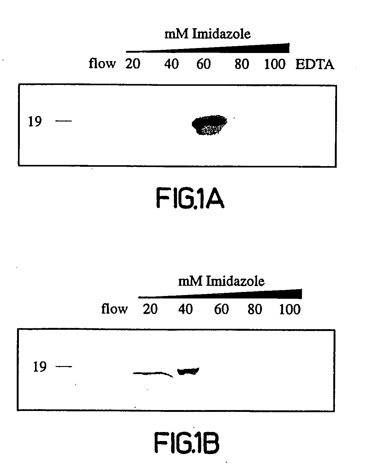 Copper-dependent non-traditional pro-inflammatory cytokine export and methods, compositions and kits relating thereto