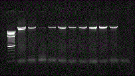 Primer and kit for amplifying related genes of breast cancer and ovarian cancer and application thereof