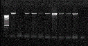 Primer and kit for amplifying related genes of breast cancer and ovarian cancer and application thereof