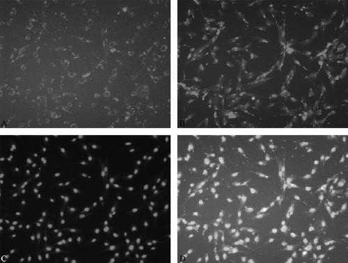 Isolated culture method for human endometrial tissue-derived endothelial progenitor cell