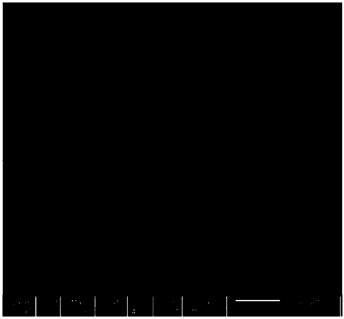 Preparation method of a gold disc submicron electrode with controllable geometry