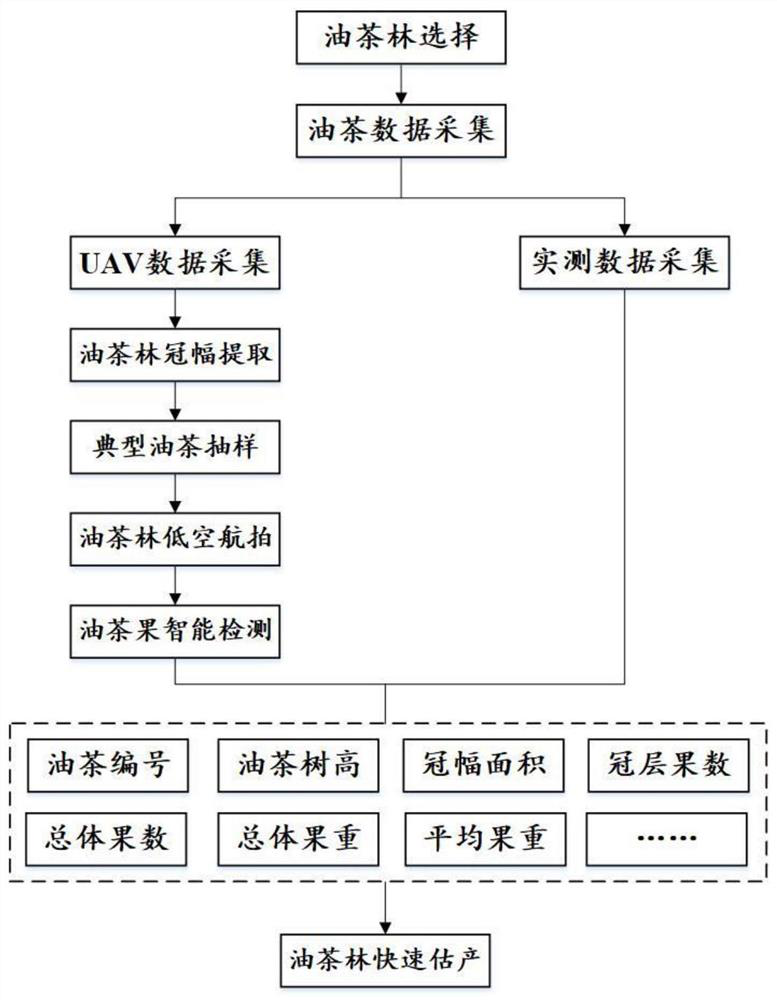 Large-area camellia oleifera forest rapid yield estimation method based on unmanned aerial vehicle remote sensing