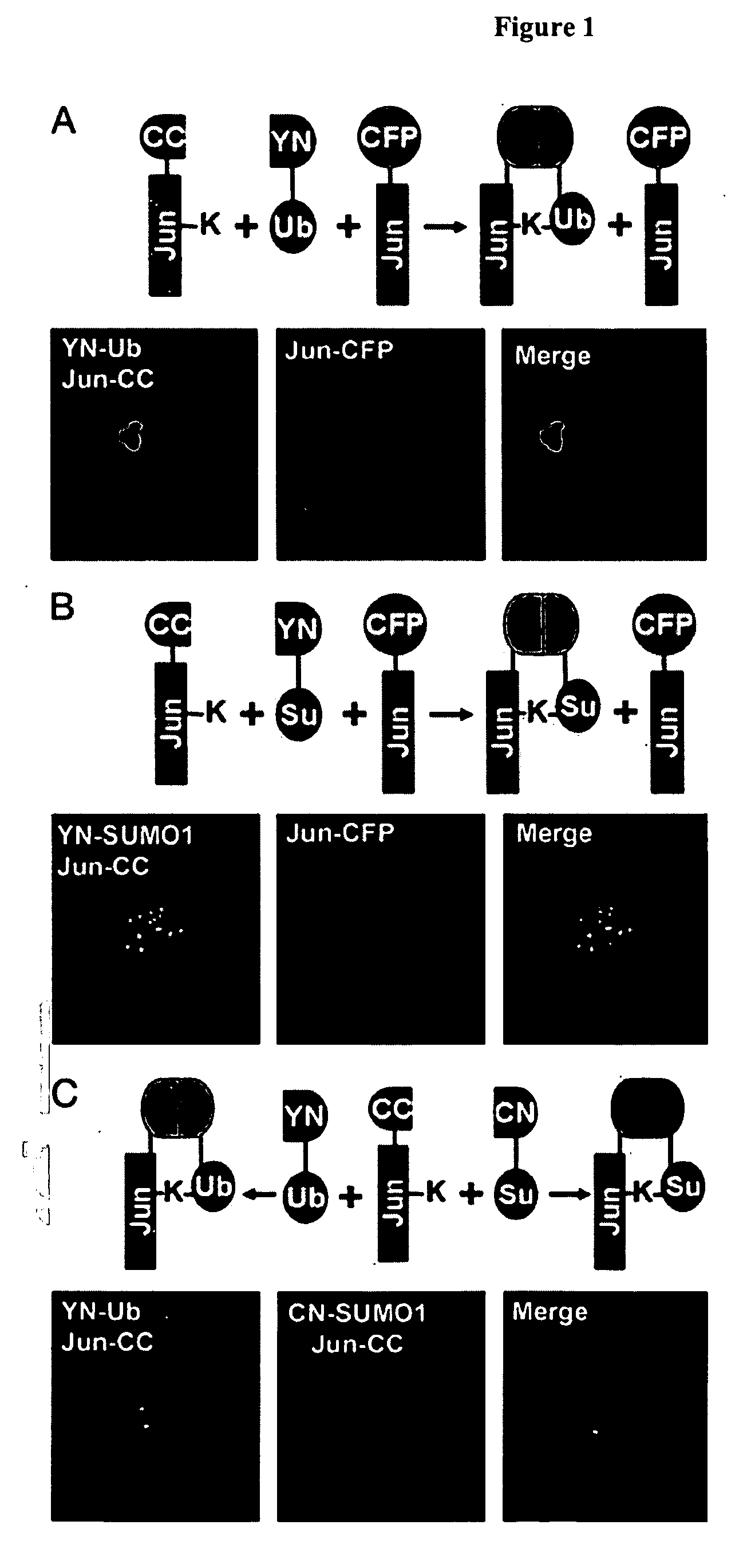 Ubiquitin mediated fluorescence complementation assay