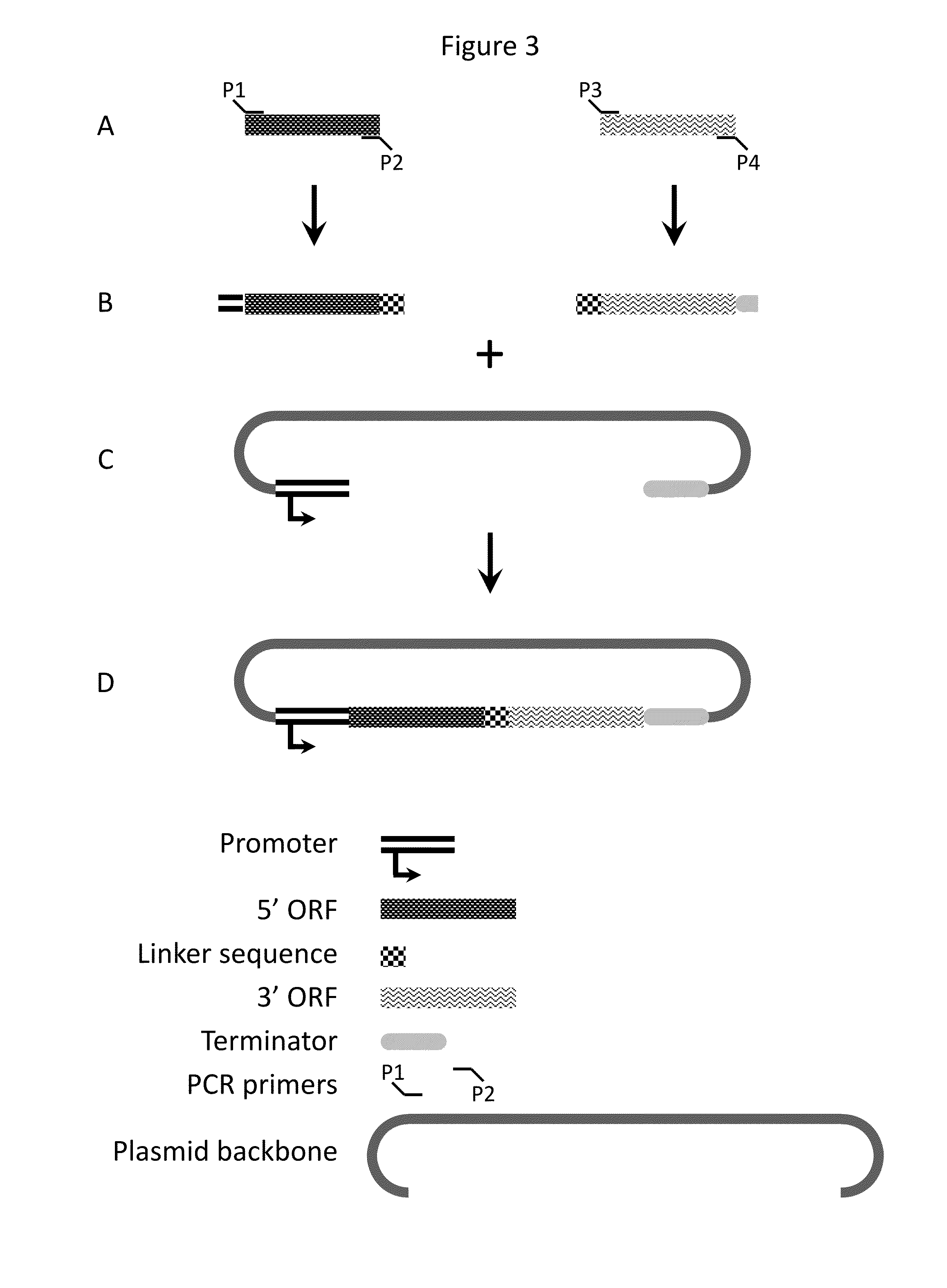 Compositions and methods for creating altered and improved cells and organisms