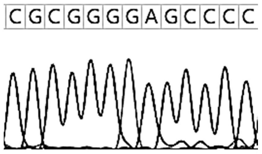 Genotyping method, device, electronic device and storage medium