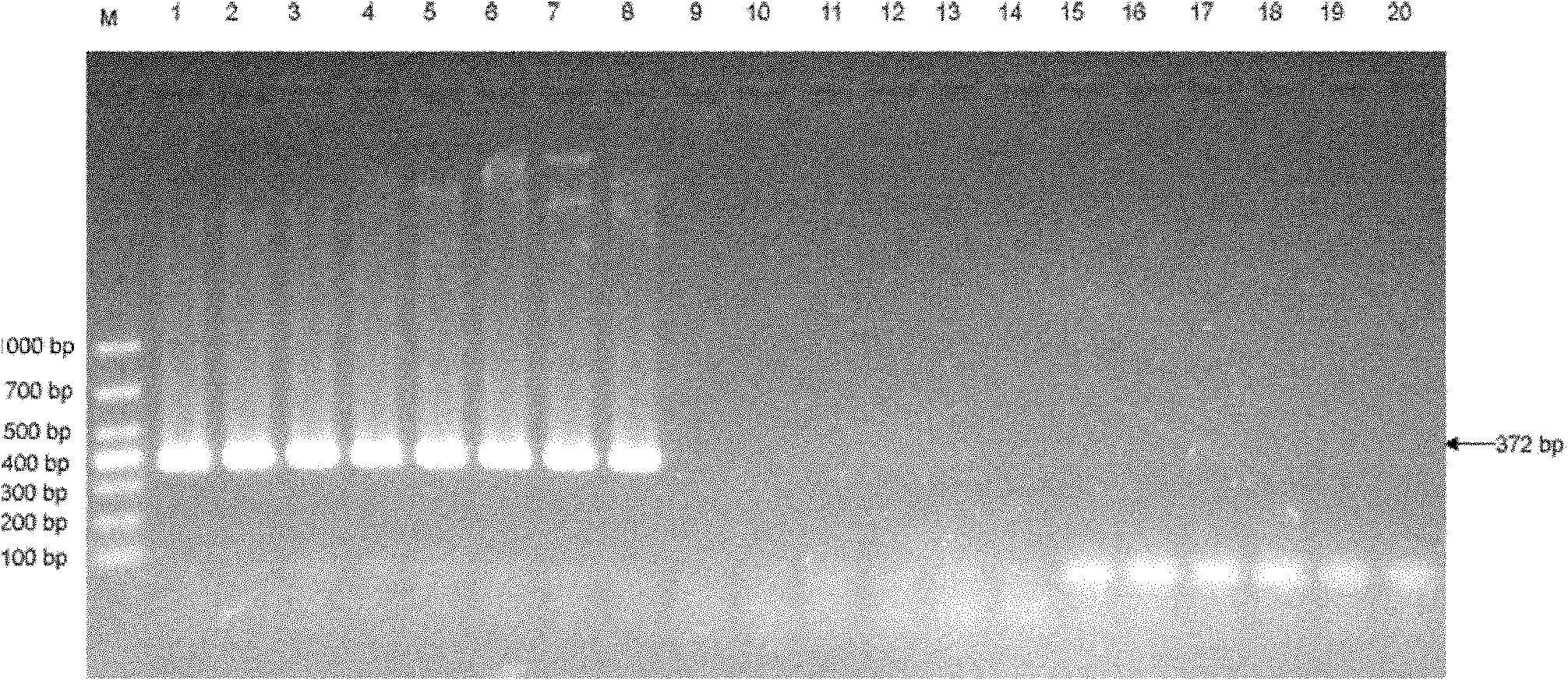 Single tube nested PCR (polymerase chain reaction) detection method for wheat stripe rust bacteria and primer thereof