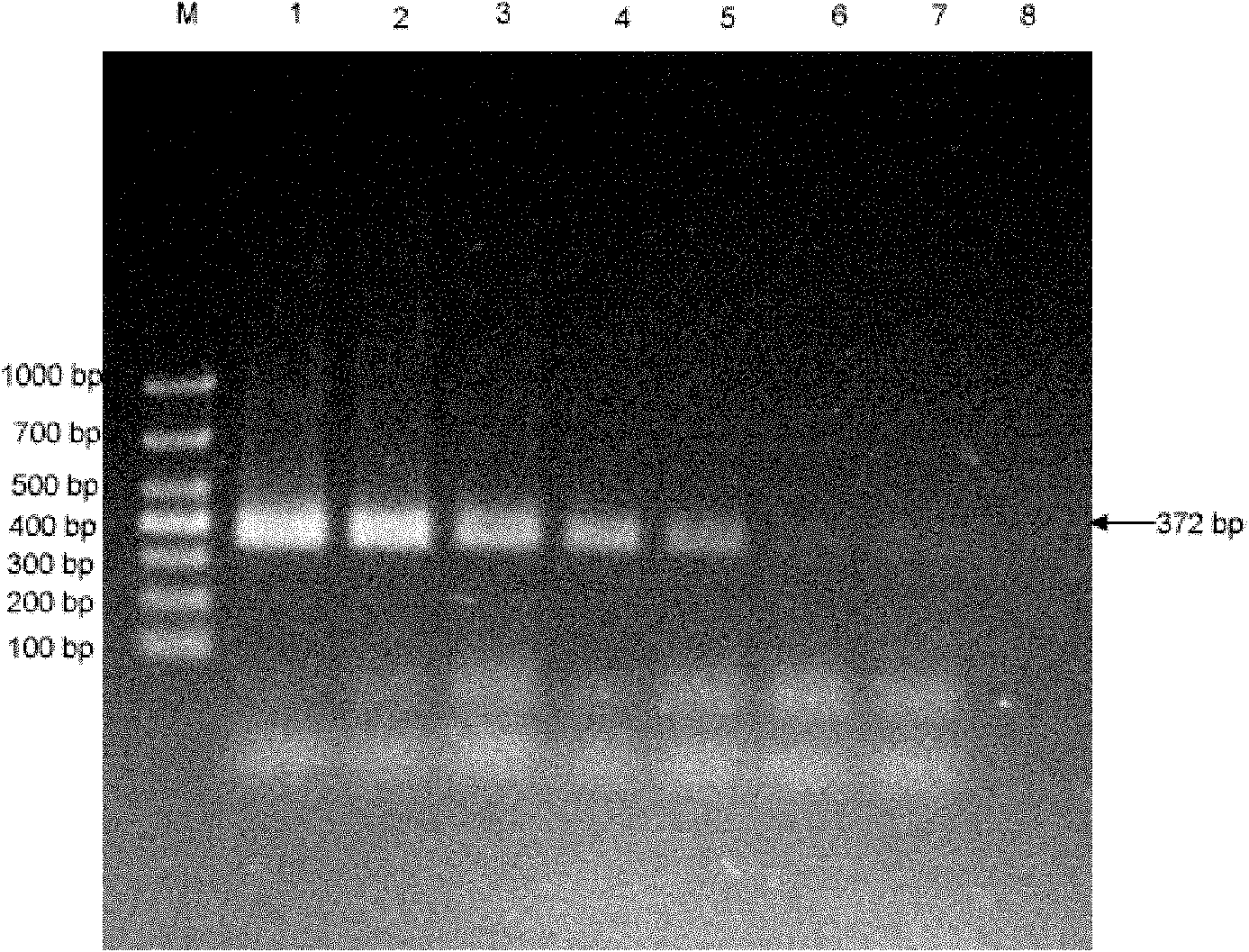 Single tube nested PCR (polymerase chain reaction) detection method for wheat stripe rust bacteria and primer thereof