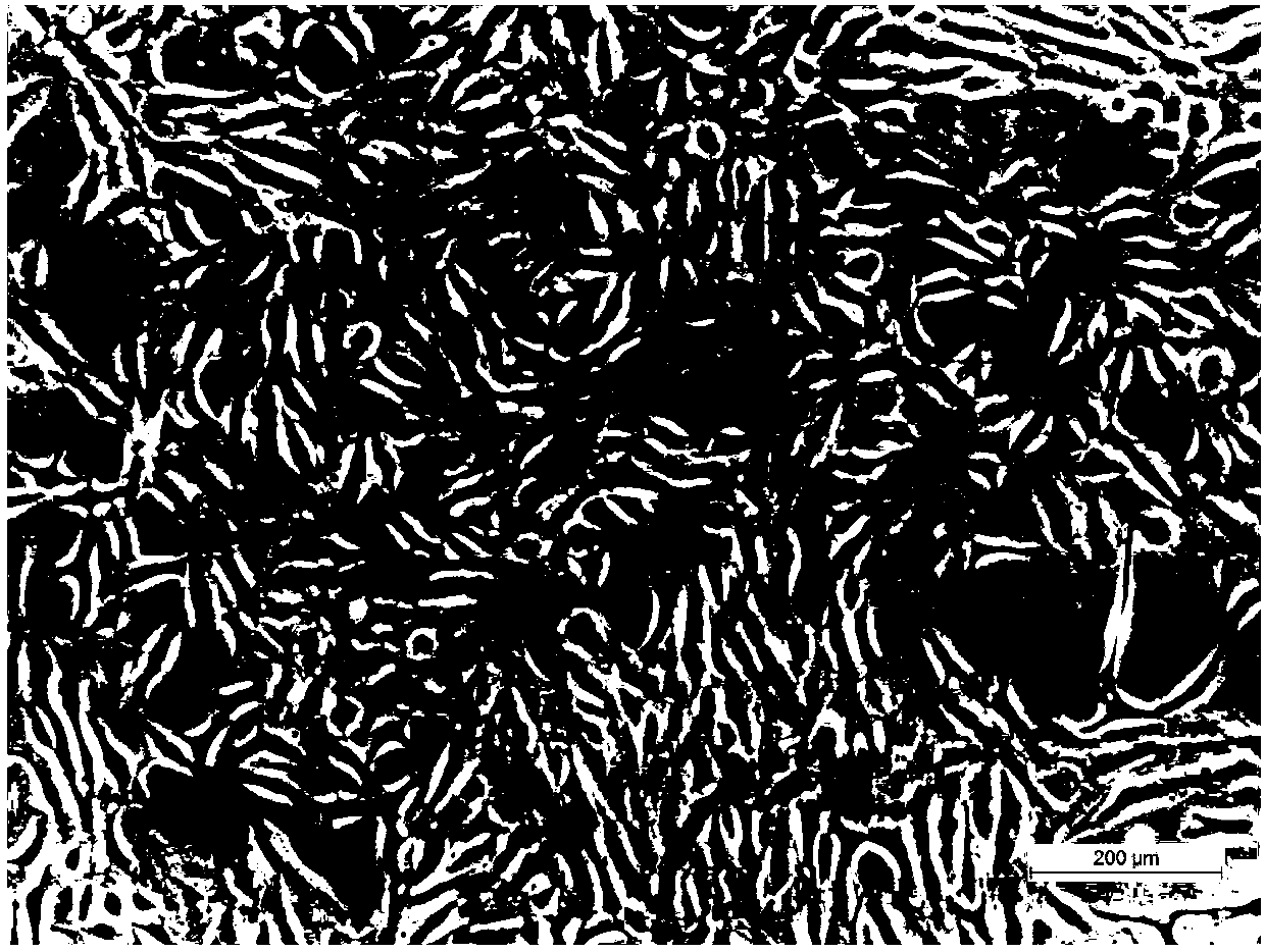 Artificially induced tetraploid crucian cell line and culture method and application thereof