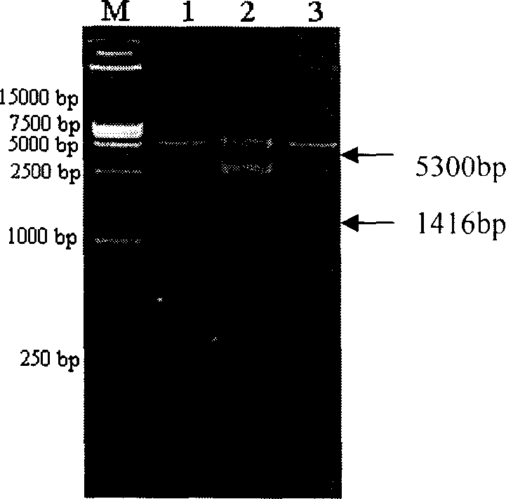 Pneumococcus polysaccharide protein coupling vaccine and its preparing method