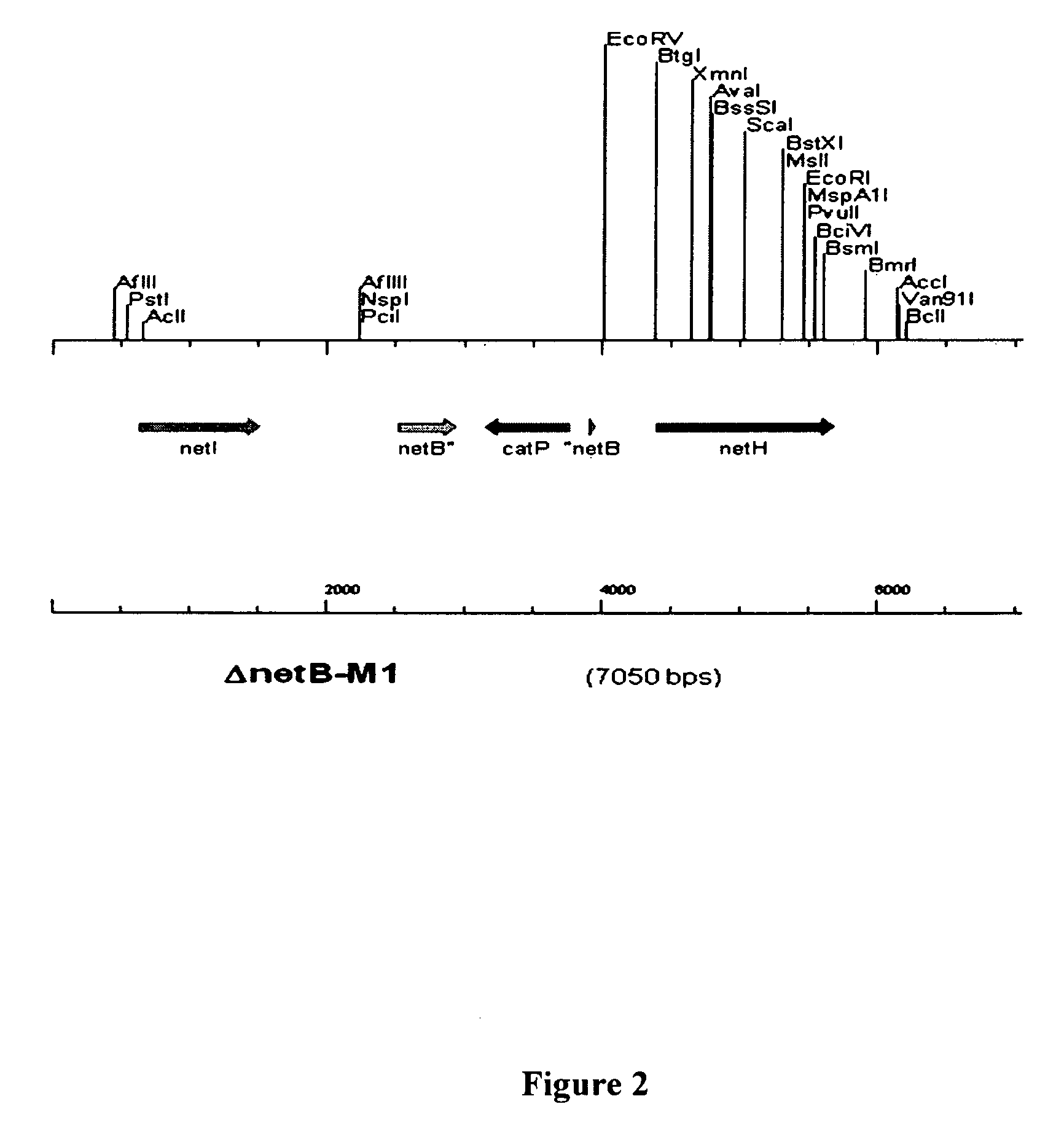 Clostridial toxin NetB