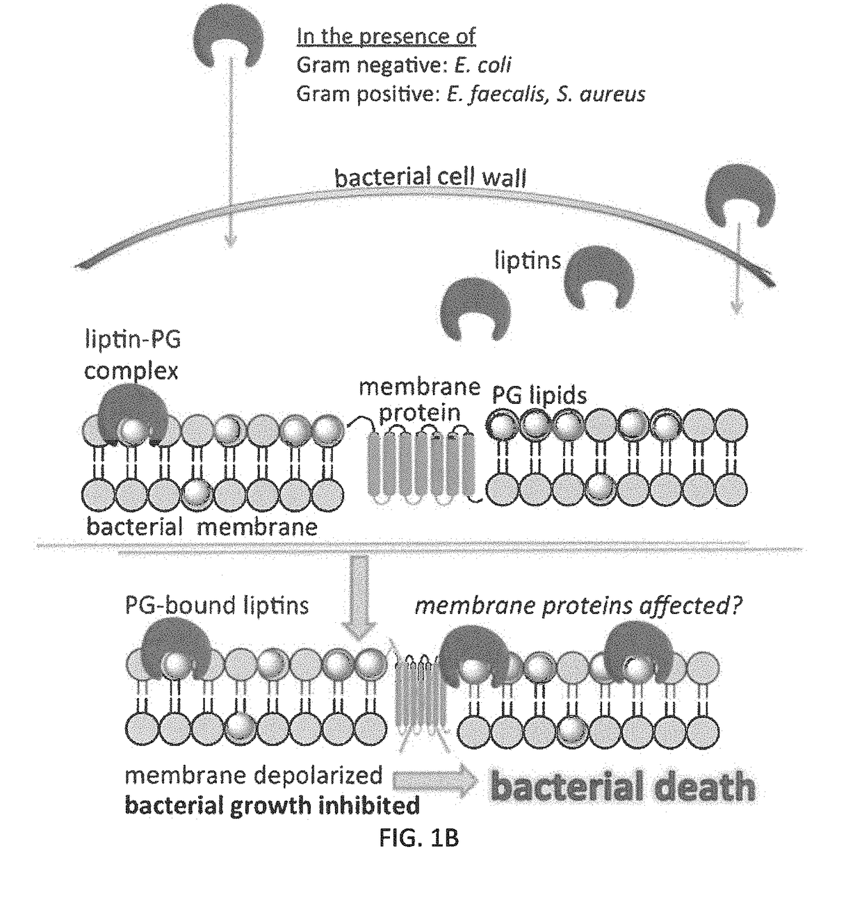 Compounds for inhibiting bacterial growth via phosphatidylglycerol binding