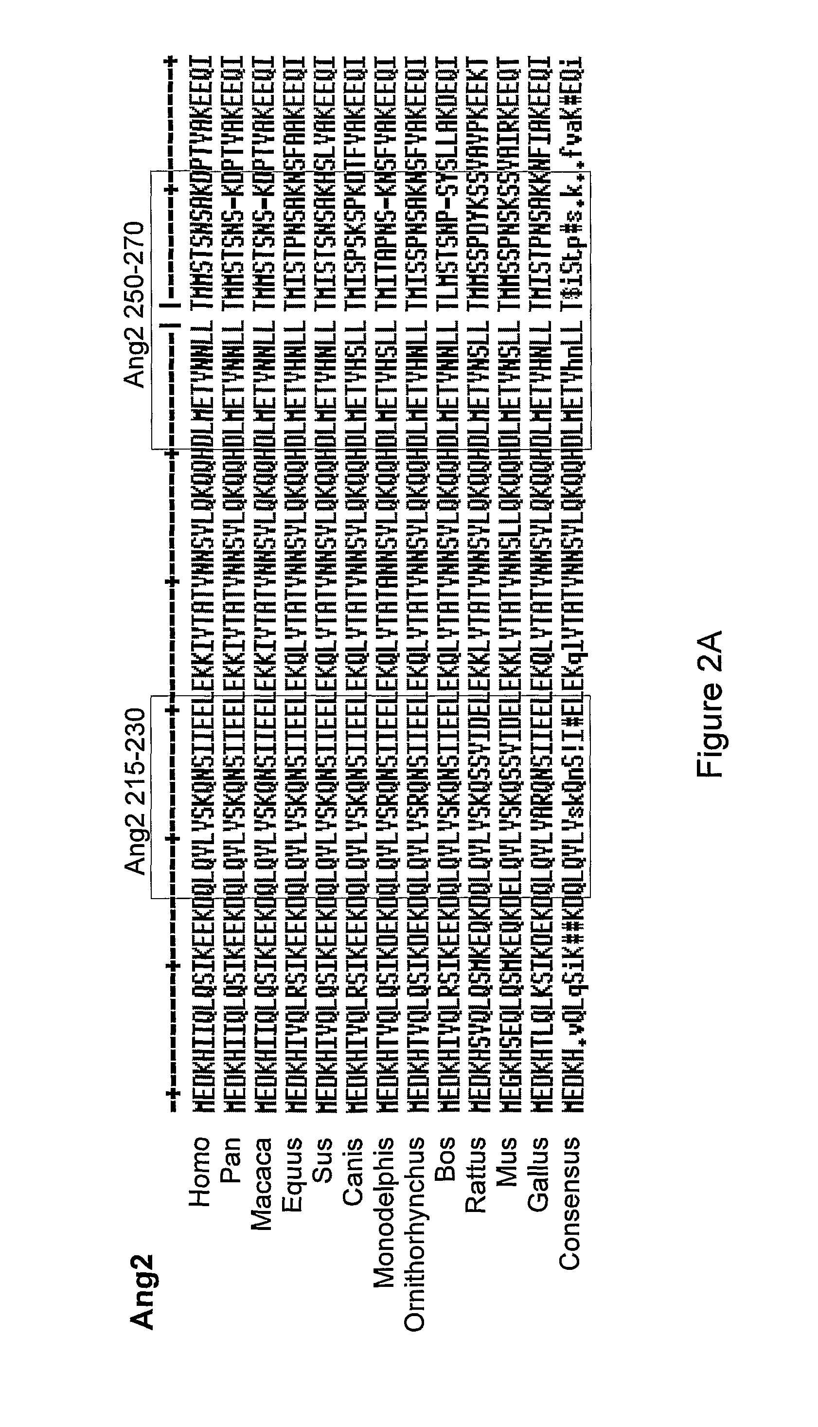 Angiopoietin derived peptides