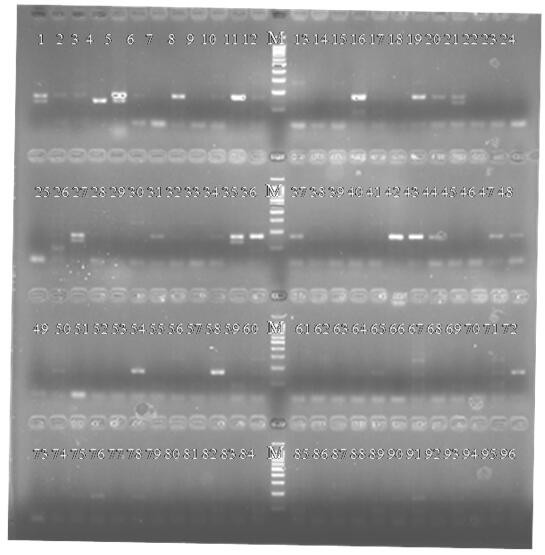 A kind of rice blast resistance locus pi2/9 functional gene molecular marker and its application