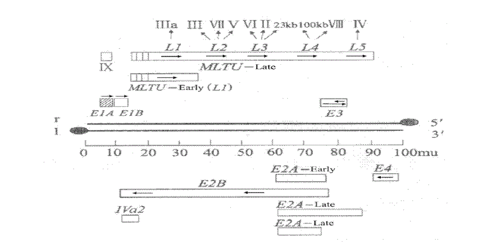 Liver cancer-specific gene-virus and application thereof