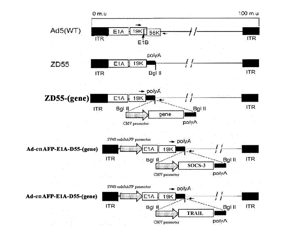 Liver cancer-specific gene-virus and application thereof