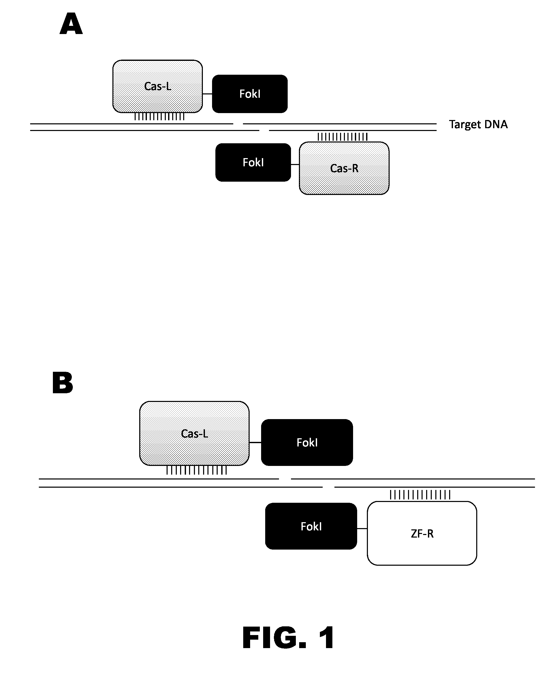 Crispr-based genome modification and regulation