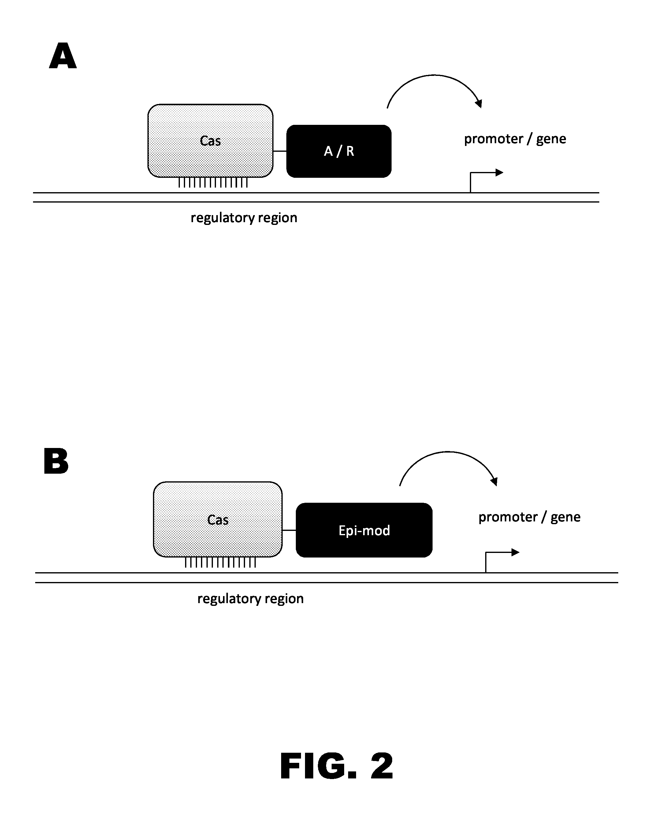 Crispr-based genome modification and regulation