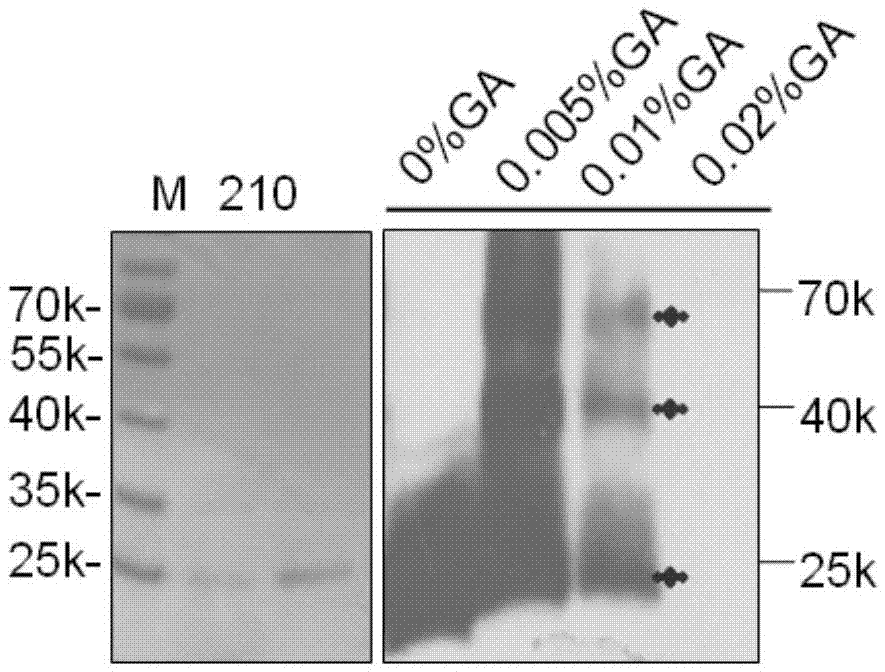 Fusion protein 210 and applications thereof in virus replication optimization