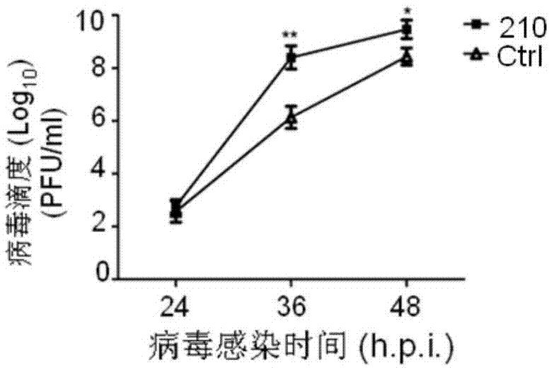 Fusion protein 210 and applications thereof in virus replication optimization