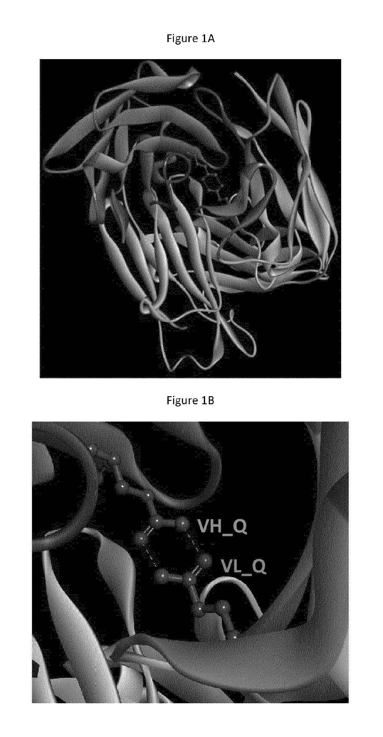 Humanized antibodies with increased stability