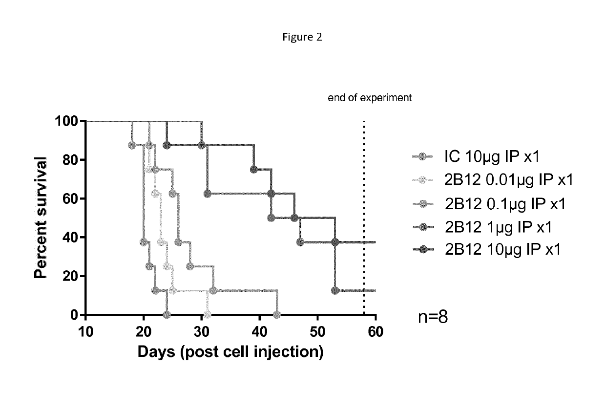 Humanized antibodies with increased stability