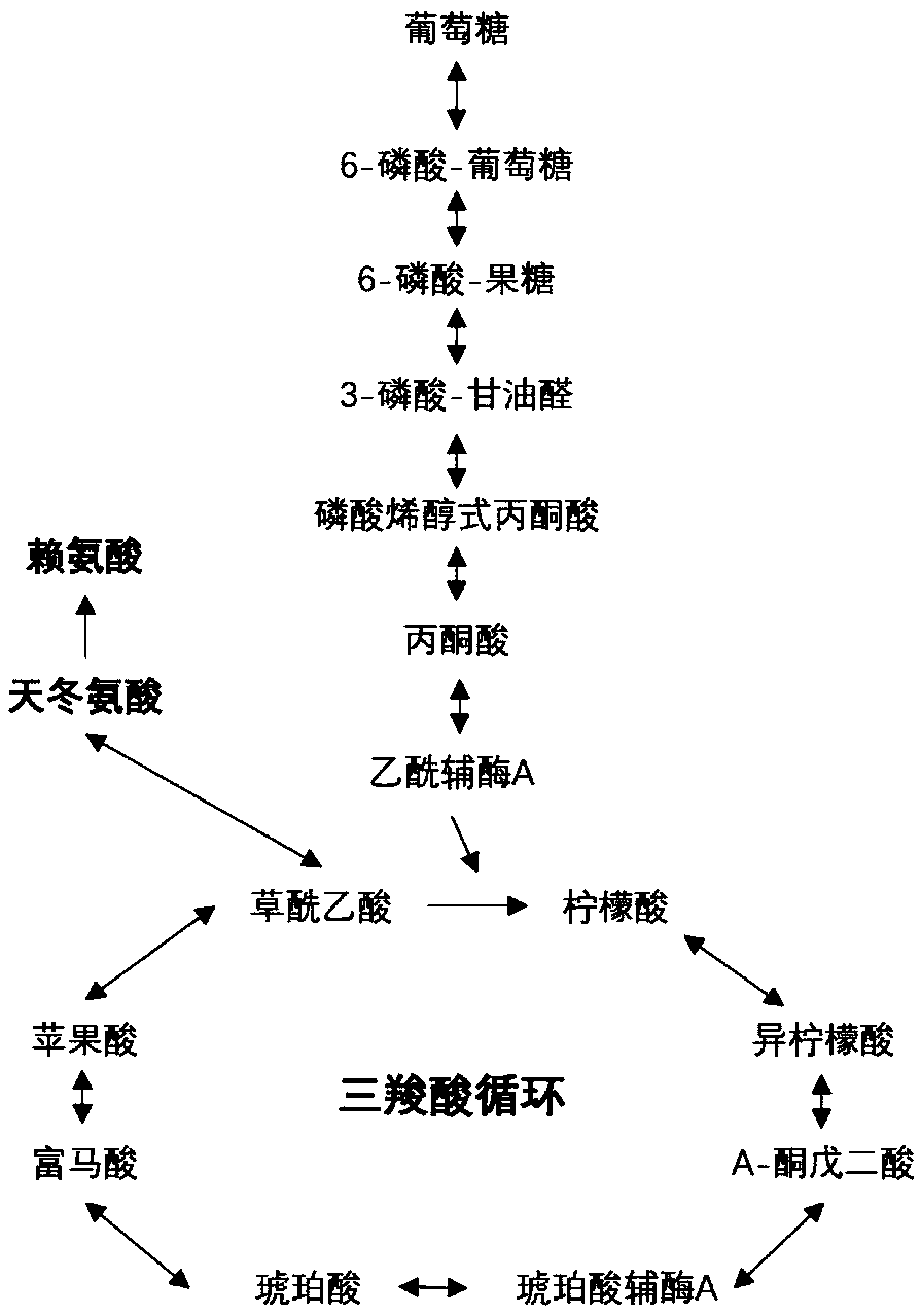 Recombinant bacterium for producing L-lysine, constructing method of recombinant bacterium and method for producing L-lysine