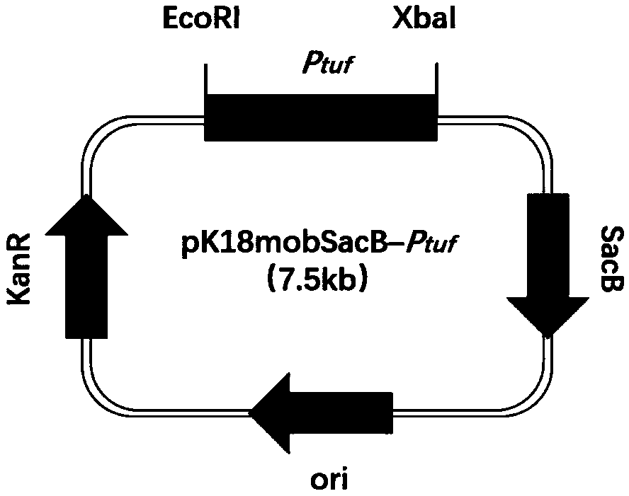 Recombinant bacterium for producing L-lysine, constructing method of recombinant bacterium and method for producing L-lysine