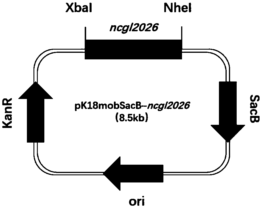 Recombinant bacterium for producing L-lysine, constructing method of recombinant bacterium and method for producing L-lysine