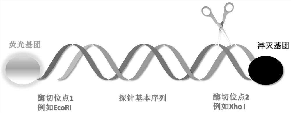 DNA hybridization information storage encryption method based on probe blocking and unblocking