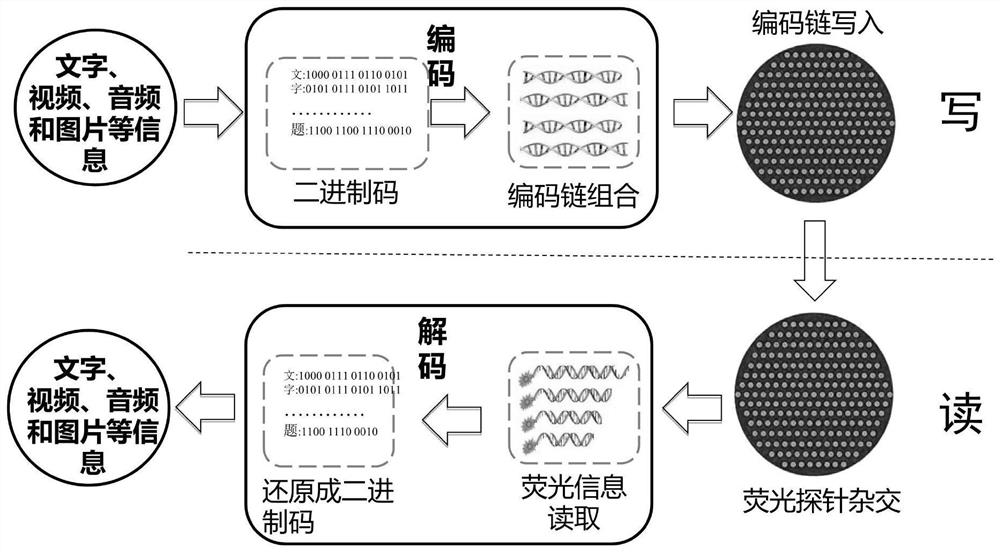 DNA hybridization information storage encryption method based on probe blocking and unblocking