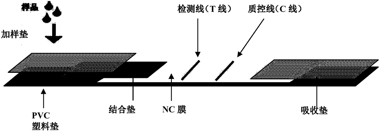 Primers for rapidly detecting Bartonella henselae, preparation method and kit