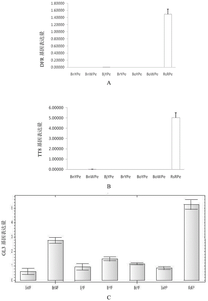 Application of interfering expression of lcyb and lcye while overexpressing pap in preparing Brassica plants with red petals