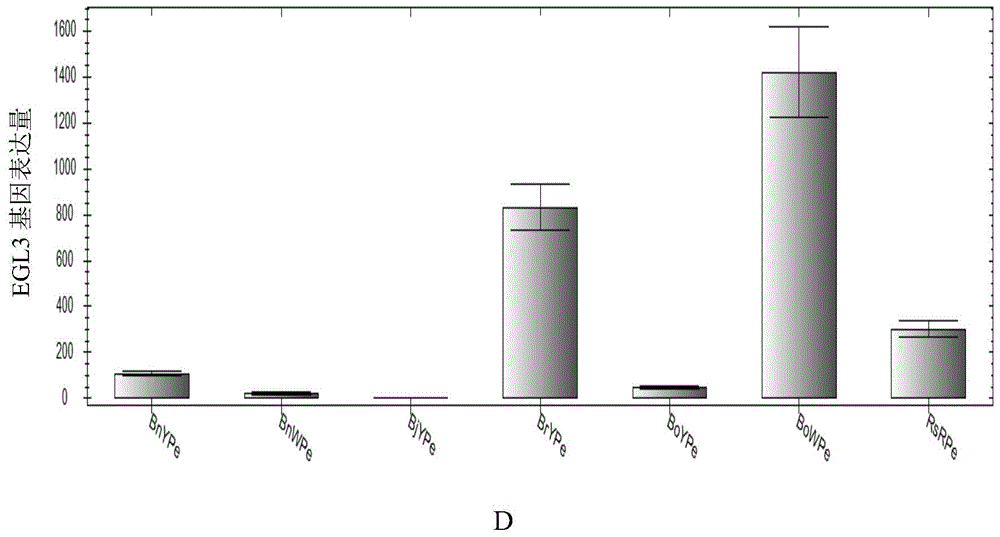 Application of interfering expression of lcyb and lcye while overexpressing pap in preparing Brassica plants with red petals