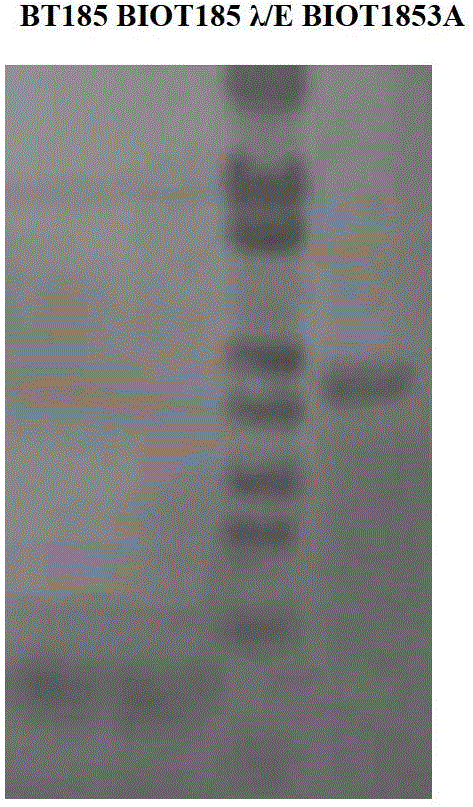 Bacillus thuringiensis gene combination and engineering bacteria and preparation method thereof