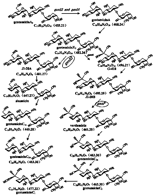 Gentamycin JI-20B gene engineering bacterium, and construction and application thereof