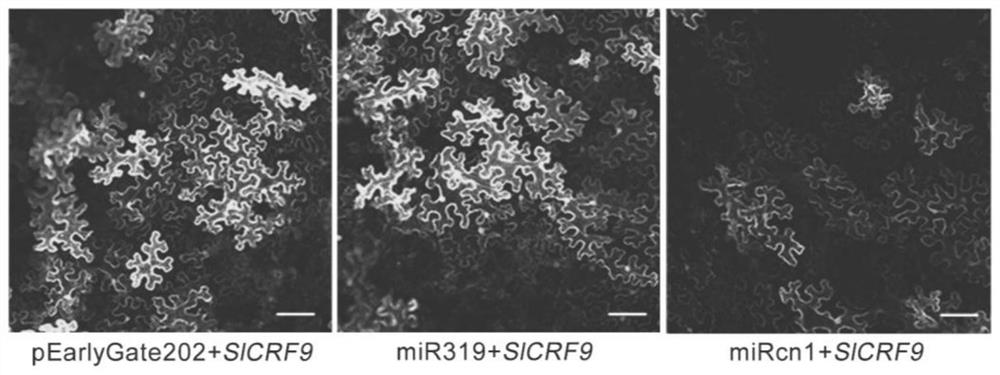 A root-knot nematode related miRNA and its regulatory gene, protein and application