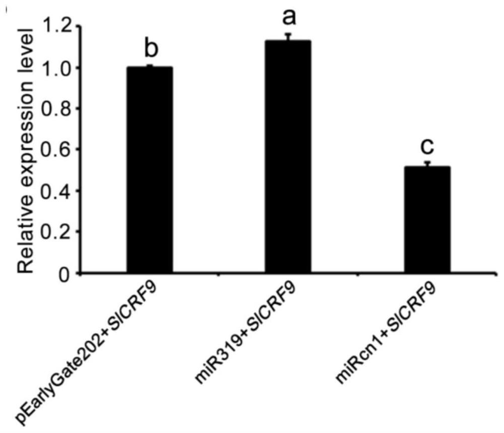 A root-knot nematode related miRNA and its regulatory gene, protein and application