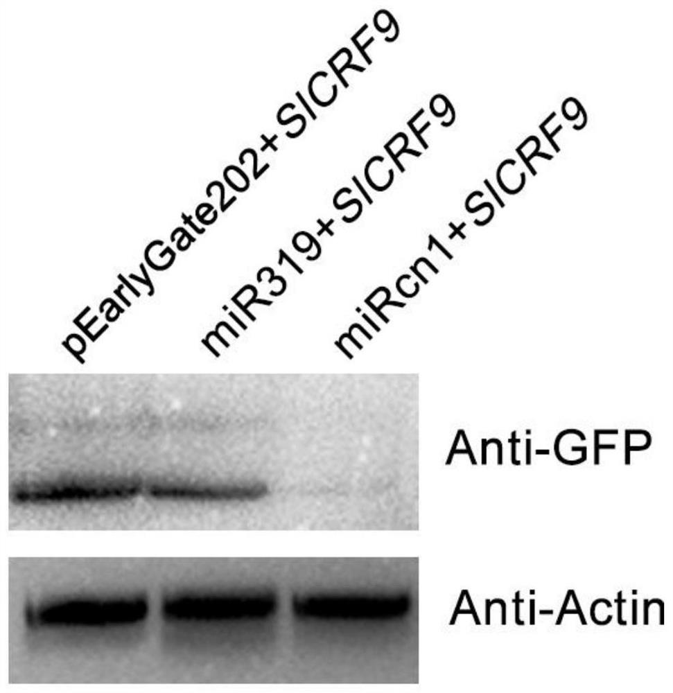 A root-knot nematode related miRNA and its regulatory gene, protein and application