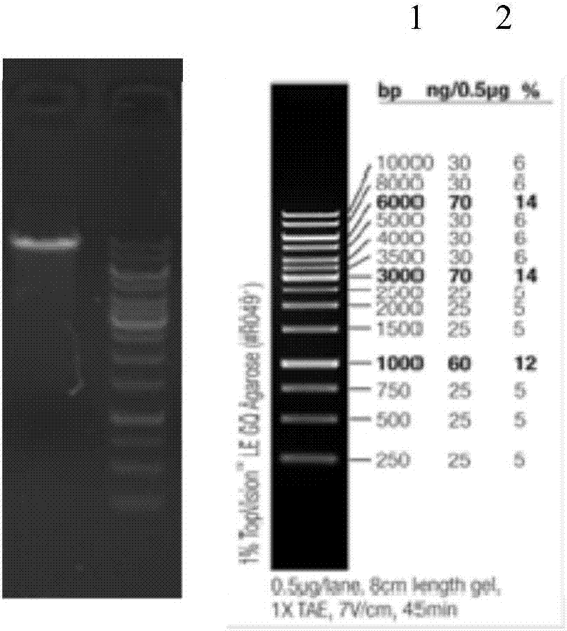 Building method of cell strain for stably expressing NS1(non-structural 1) protein