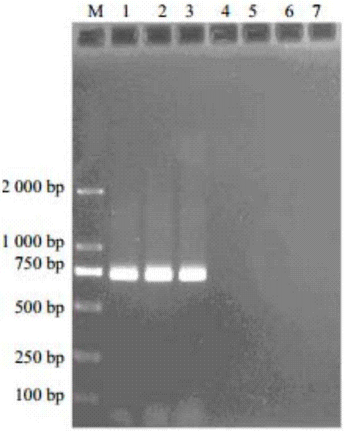 Primer pair used for identification of traditional Chinese medicine bulbus fritillariae thunbergii, and applications thereof