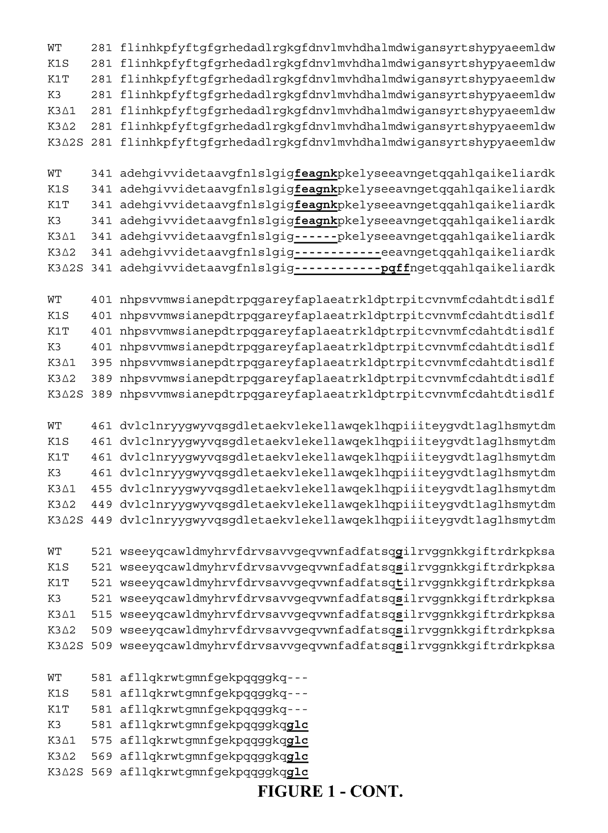 Mutant <i>Staphylococcus </i>beta-glucuronidase enzymes with enhanced enzymatic activity