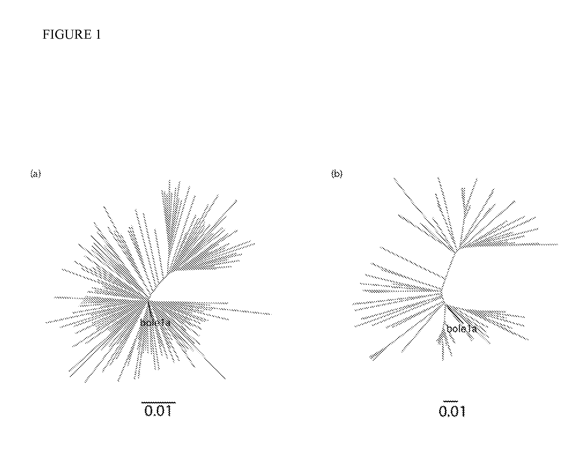 Synthetic hepatitis C genome and methods of making and use