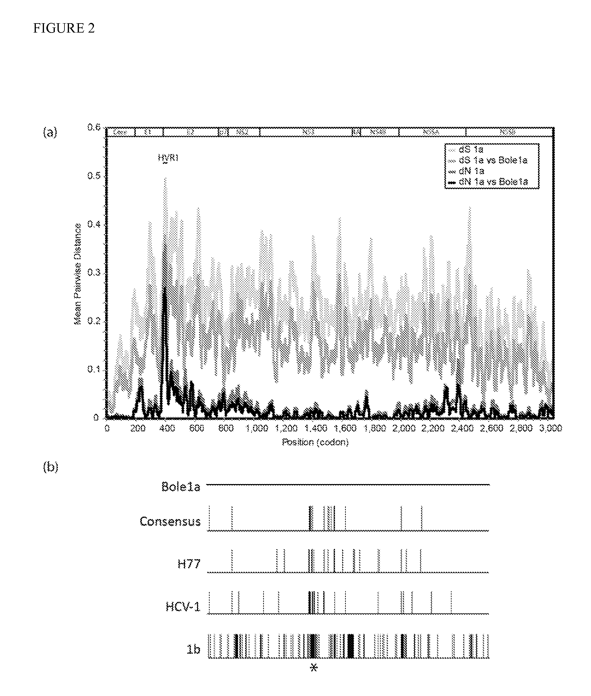 Synthetic hepatitis C genome and methods of making and use