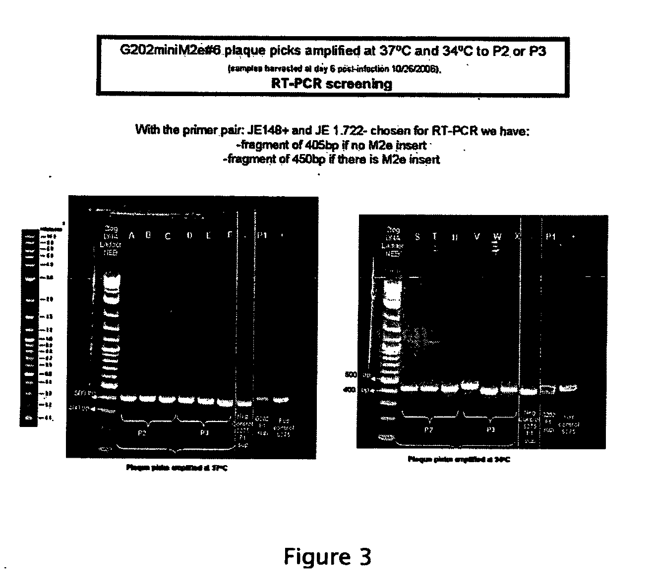 Flavivirus Vaccine Vector Against Influenza Virus